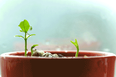 ppt 背景 壁纸 电脑桌面 发芽 绿色 绿色植物 嫩芽 嫩叶 新芽 植物